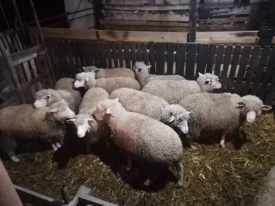Ovce na prodaju