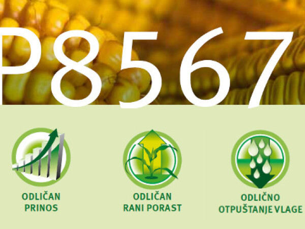 P8567 - hibrid za kasnije rokove sjetve