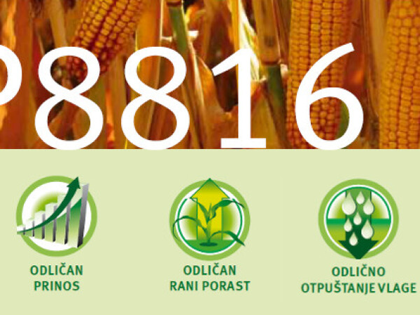 P8816 - hibrid za kasnije rokove sjetve