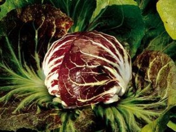 Palla Rossa 5 - Preda - sjeme radiča