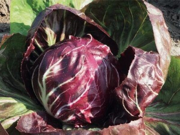 Palla Rossa 6 - Meda - sjeme radiča