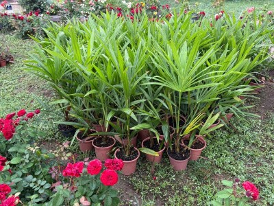 Palme, masline, citrusi, tuje