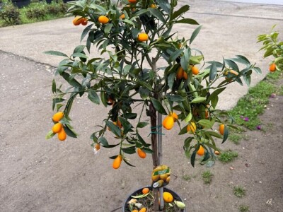 Palme, masline, citrusi, tuje