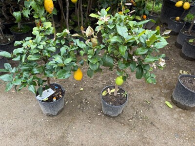 Palme, masline, citrusi, tuje