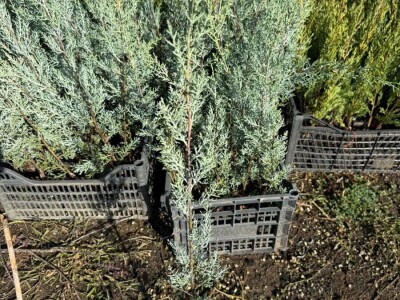 Palme, masline, citrusi, tuje