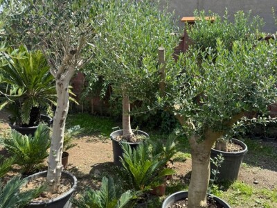 Palme, masline, citrusi, tuje