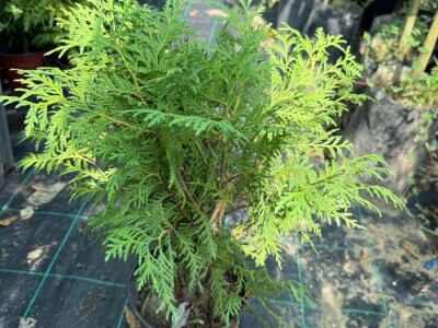 Palme, masline, citrusi, tuje