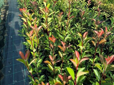 Palme, masline, citrusi, tuje