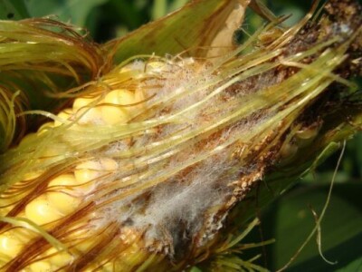 Pannon Starter Perfect Pro