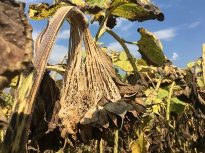 Pannon Starter Perfect Pro