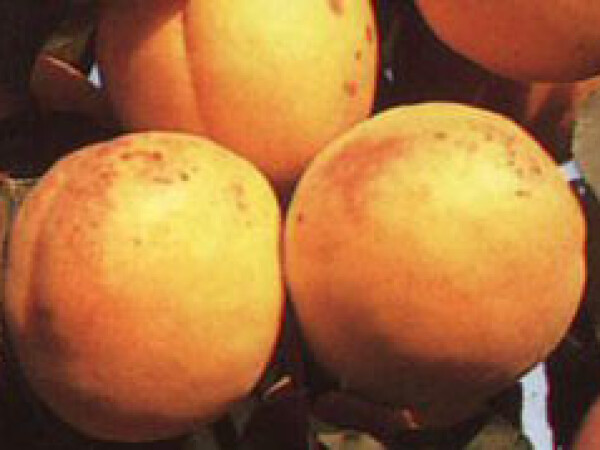 Marelica - Panonia - sadnice