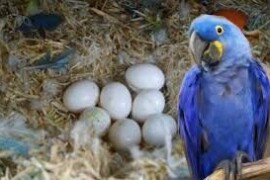 Papige raznih vrsta i njihova plodna jaja na prodaju.