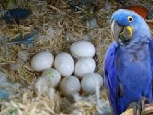 Papige raznih vrsta i njihova plodna jaja na prodaju.