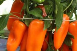 Paprika AMORINO
