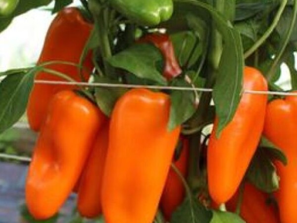 Paprika AMORINO