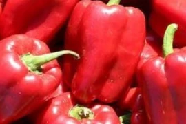 Paprika BARKAN