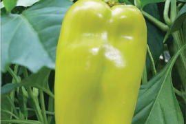 Paprika Dukat 10g / 20g