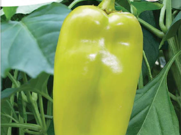 Paprika Dukat 10g / 20g