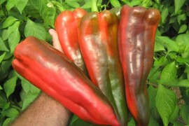 Paprika Kaptur F1 500 sem