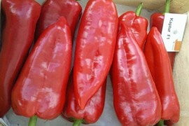 Paprika Kaptur F1 1.000 sjemenki