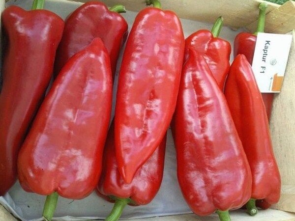 Paprika Kaptur F1 1.000 sjemenki
