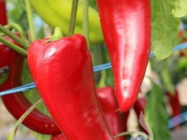 Paprika Kurtovska kapija