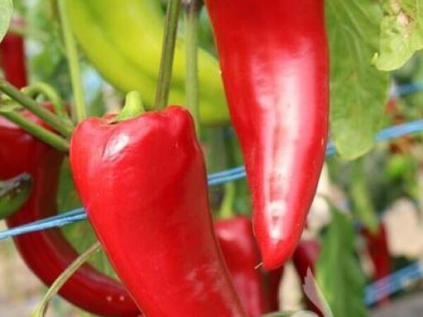 Paprika KURTOVSKA KAPIJA