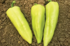 Paprika Riesling F1 500 sem