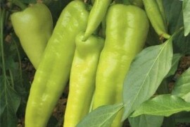 Paprika Ringo F1 250 sem