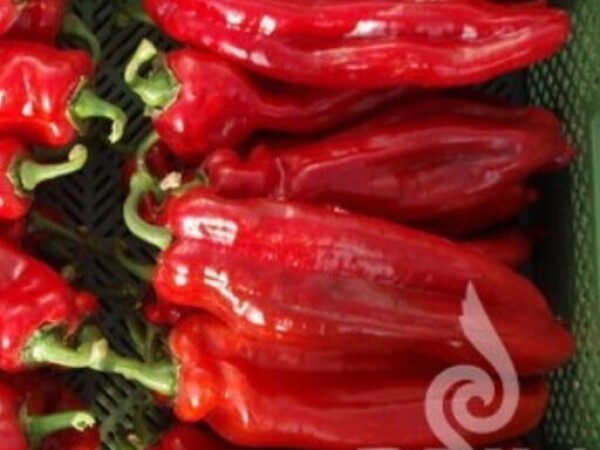 Paprika Sweet Palena