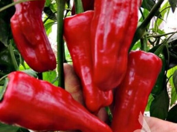 Paprika TURSKA ZAČINSKA