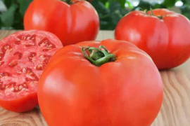 Paradajz Amati F1 100 sem