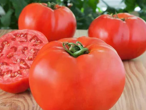 Paradajz Amati F1 100 sem