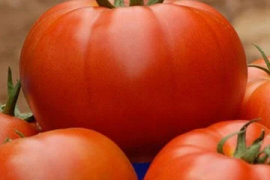 Paradajz Bobcat F1 1000 sem