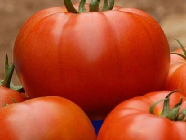 Paradajz Bobcat F1 1000 sem