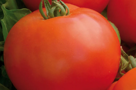 Paradajz Mirsini F1 5g