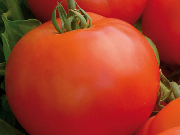 Paradajz Mirsini F1 5g