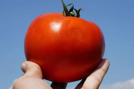 Paradajz Pink Heart F1 100sem