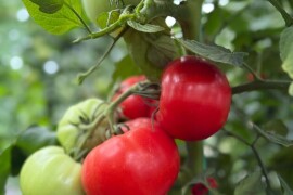 Paradajz Runner F1 250sem / 1000sem