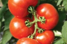 Paradajz Viva F1 250 sem