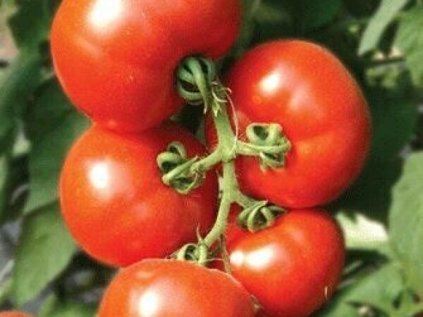 Paradajz Viva F1 250 sem