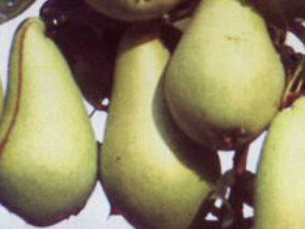 Kruška - Pastorčica - sadnice