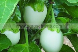 Patlidžan BLANCHE A OEUF