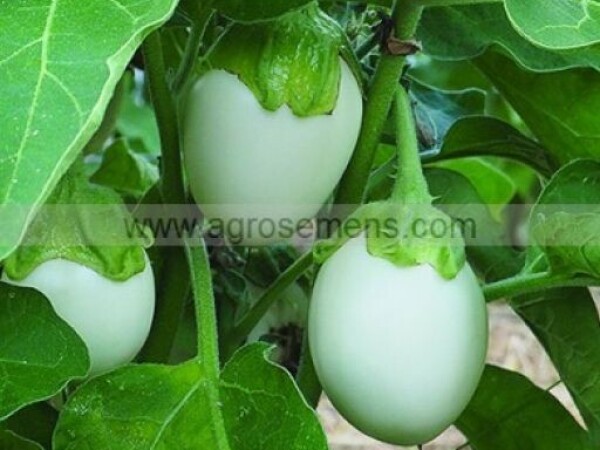 Patlidžan BLANCHE A OEUF