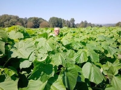 PAULOVNIJA SADNICE SHAN TONG