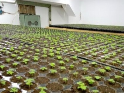 PAULOVNIJA SADNICE SHAN TONG