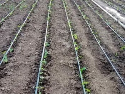 PAULOVNIJA SADNICE SHAN TONG