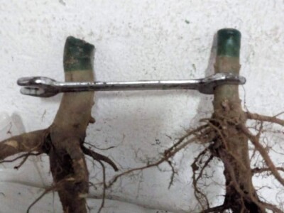 PAULOVNIJA SADNICE SHAN TONG