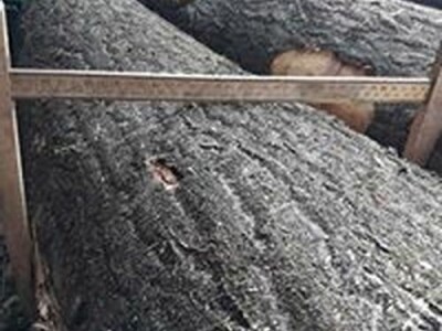 PAULOVNIJA SADNICE SHAN TONG