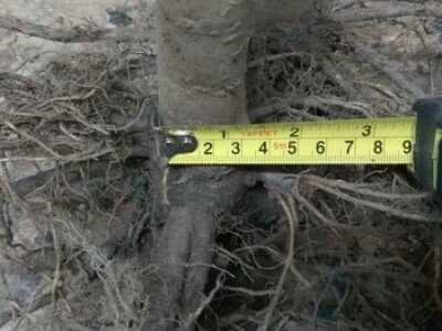 PAULOVNIJA SADNICE SHAN TONG